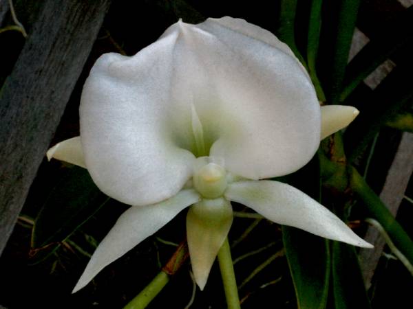 Angraecum Longiscott