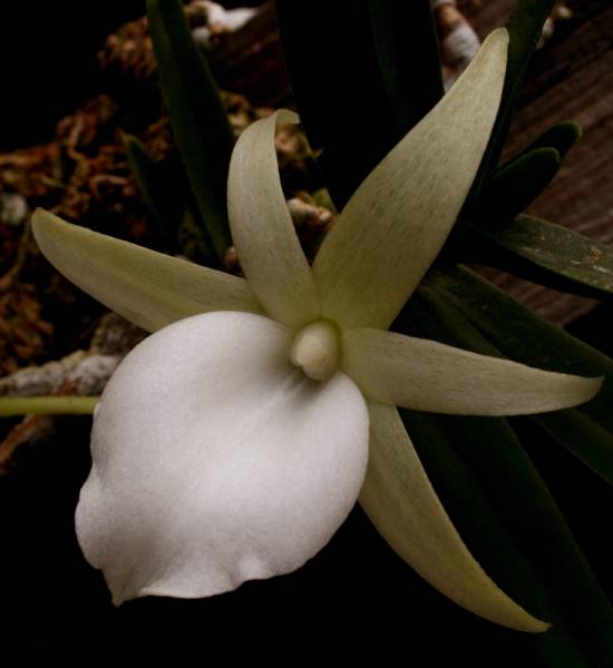 Angraecum didieri