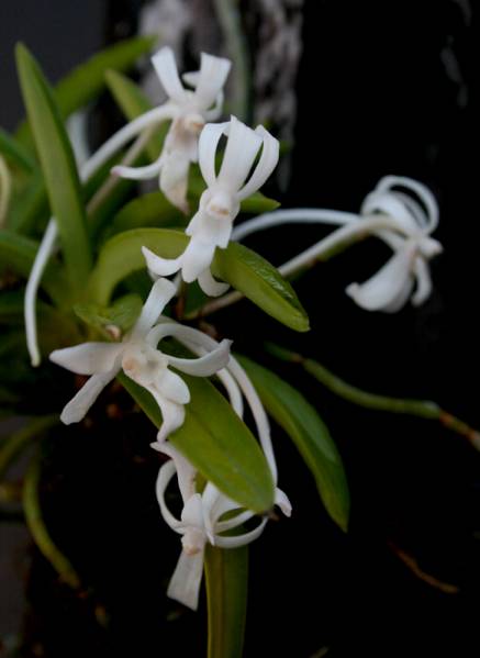 Neofinetia falcata