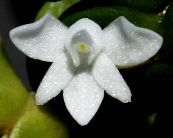 Angraecum distichum