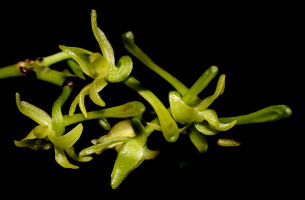 Angraecum calceolus