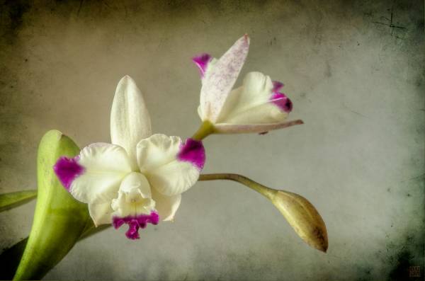 cattleya