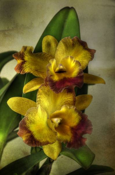 Cattleya