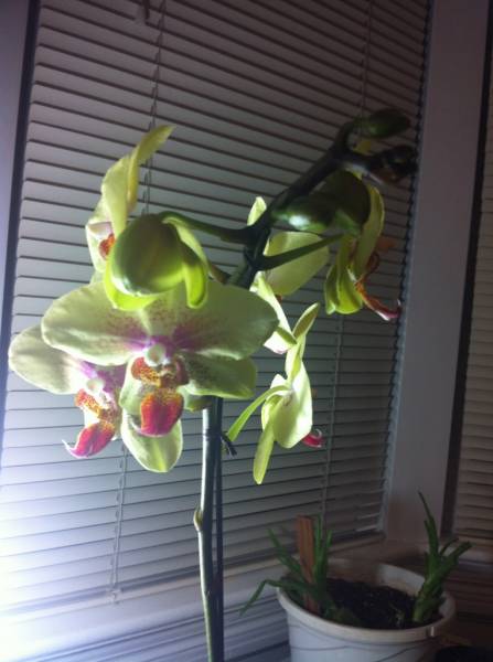 phal_stuartiana_flowers1