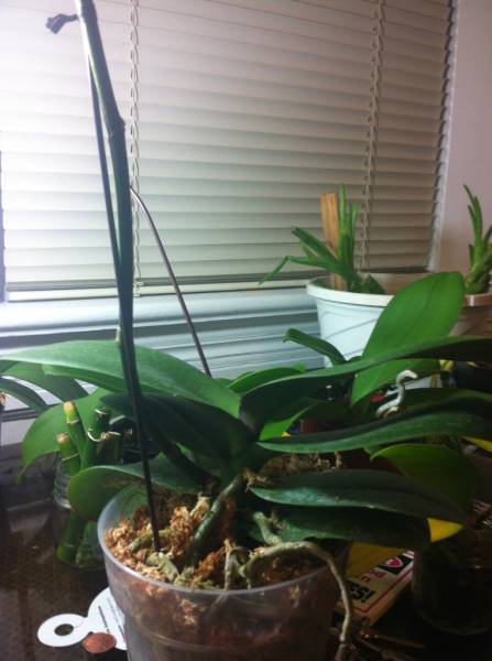 phal_stuartiana_foliage1