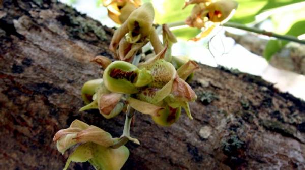 Catasetum maculatum