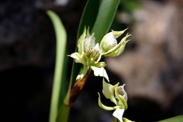 Encyclia fragrans