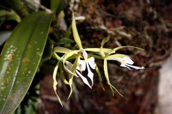 Epidendrumoersted