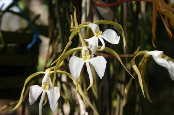 Epidendrumparkin