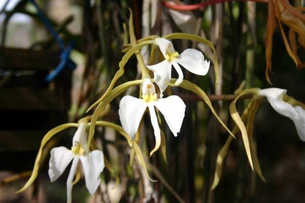 Epidendrum parkinsonianum