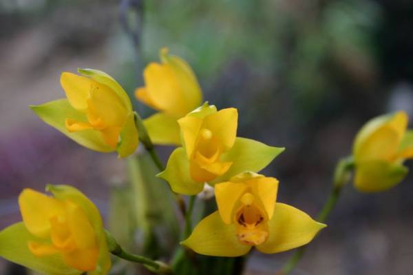 Lycaste aromatica