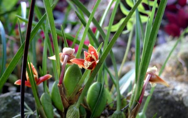 Maxillaria tenuifolia