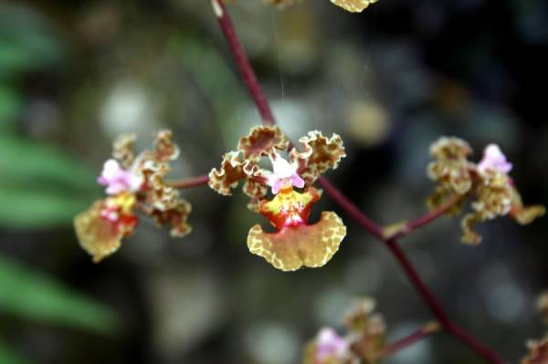 Oncidium luridium