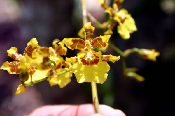 Oncidium sphacelatum