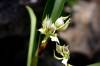 Encyclia_fragrans1.JPG