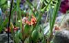 Maxillaria_tenuifolia2.JPG