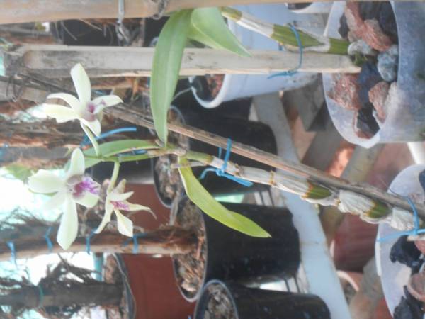 rooftop dendrobium