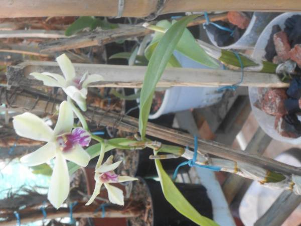 rooftop dendrobium