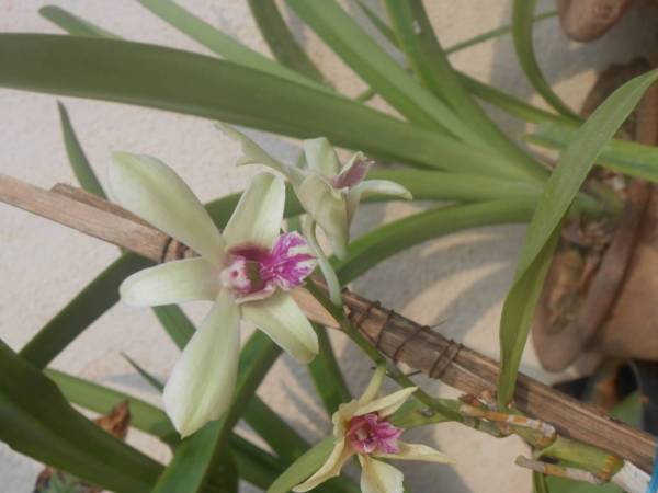 rooftop dendrobium