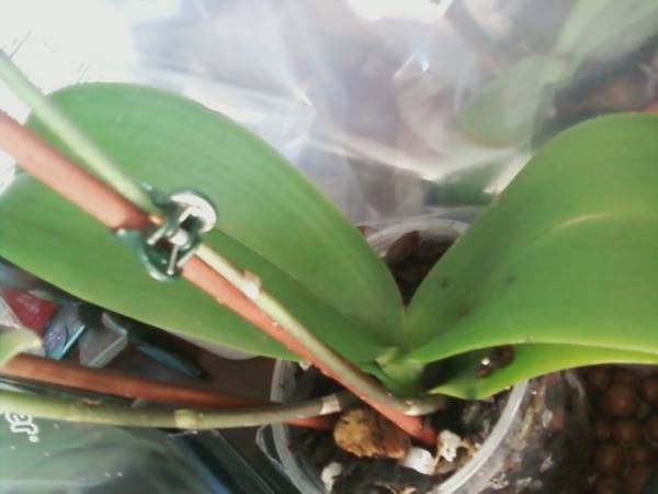 My 2nd Orchid