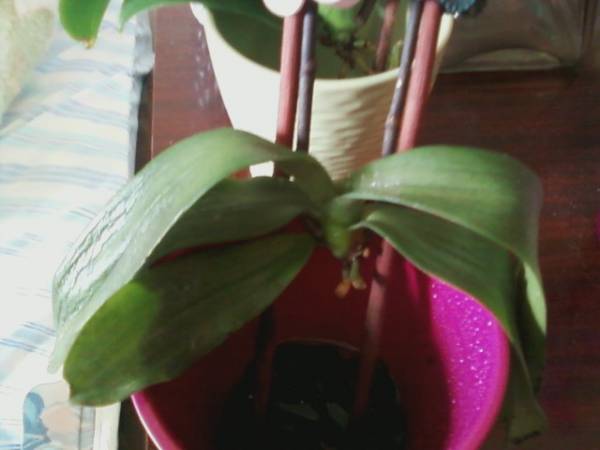 My Third orchid