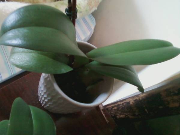 My 4th Orchid