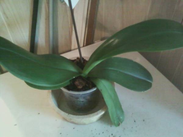 My First Orchid