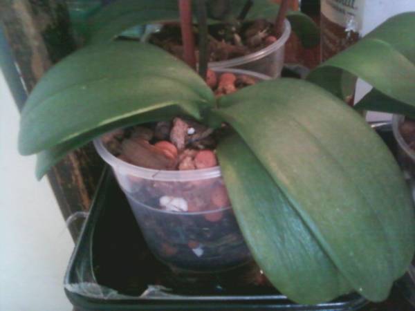 My 5th Orchid