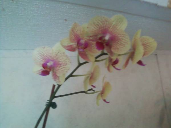 named phalaenopsis