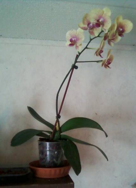 named phalaenopsis