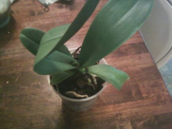 My 6th Phalaenopsis orchid.