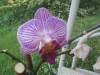 Orchid_21.jpg