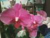 phalaenopsis_orchid_2.jpg