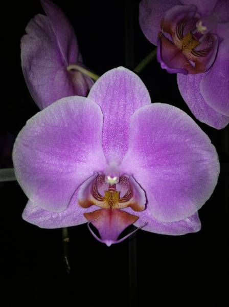 Phalaenopsis