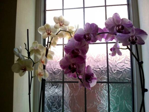 Phalaenopsis