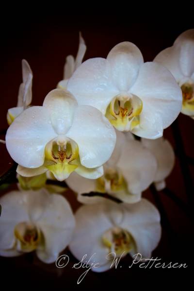 White NoID phal