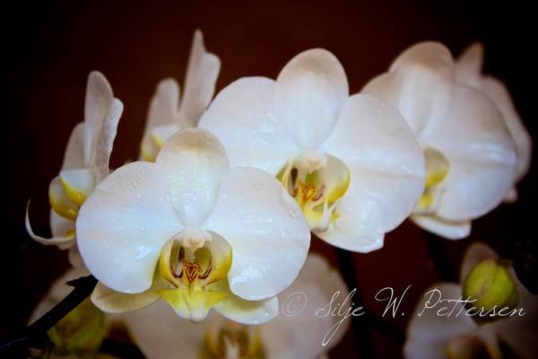 White NoID phal