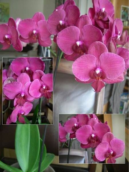 phal6