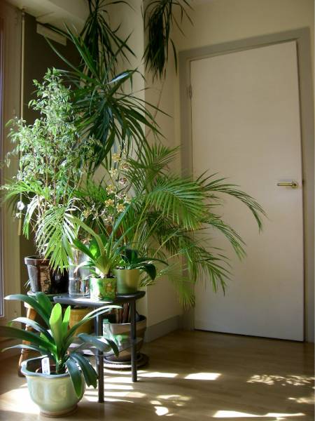 jungle corner