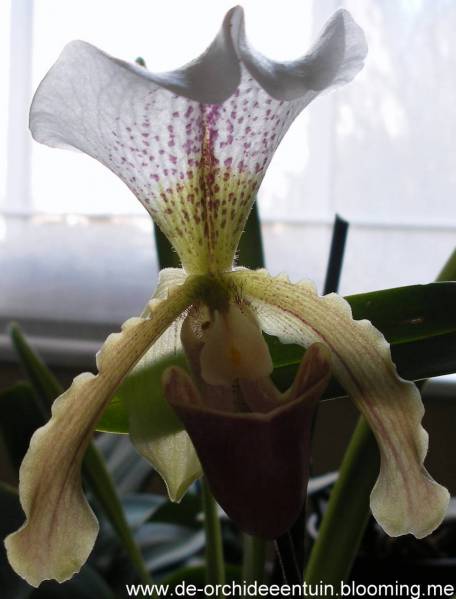 Paphiopedilum leeanum