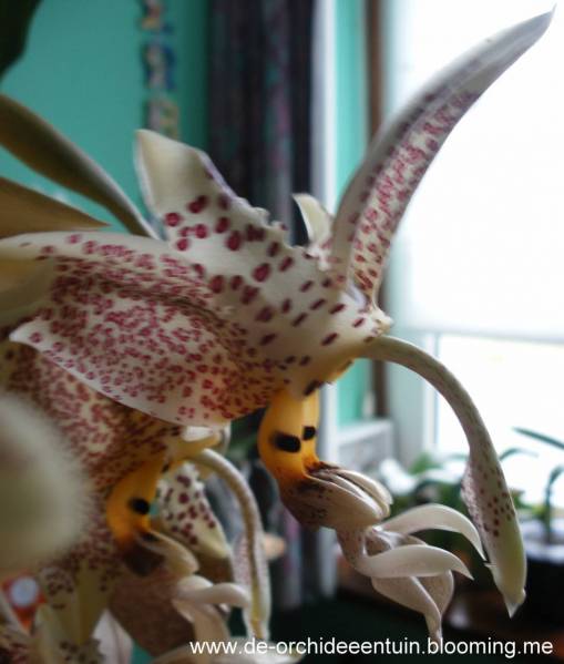 Stanhopea oculata