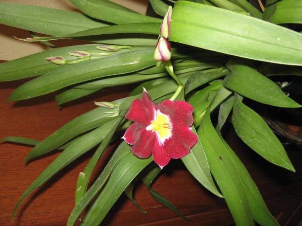 Miltoniopsis bloom detail