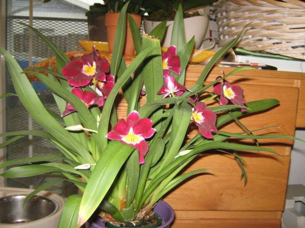 Miltoniopsis mid-February 2014