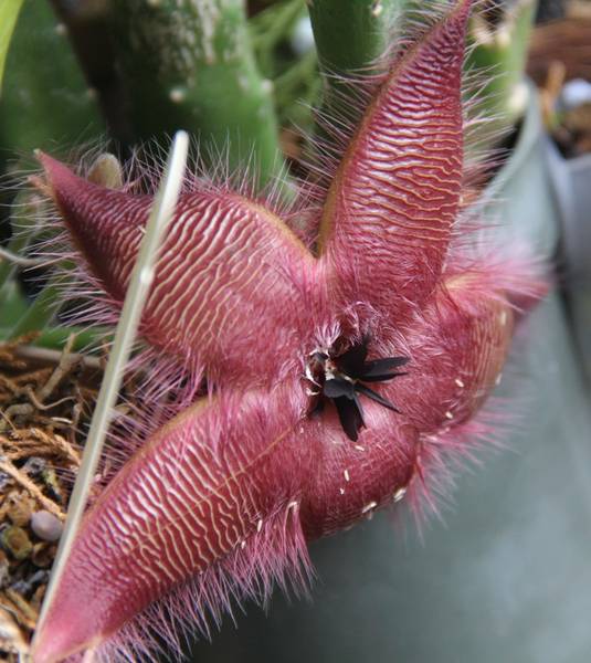 NOID Stapelia hirsuta (estimated)