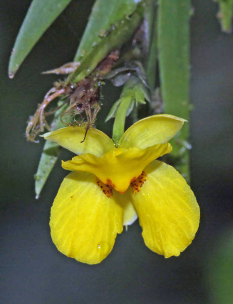 Lockhartia longifolia