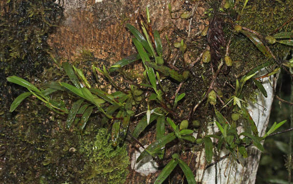 Maxillaria acuminata