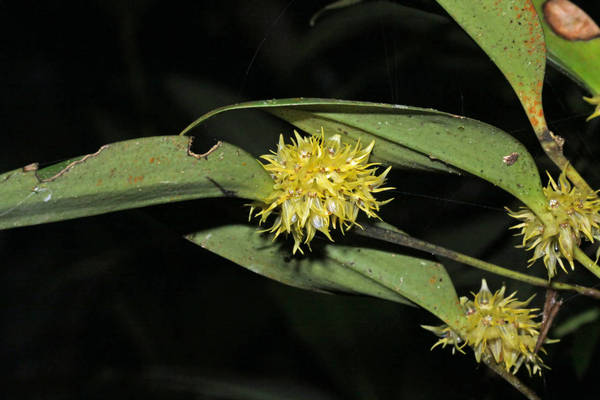 Pleurothallis ruscifolia