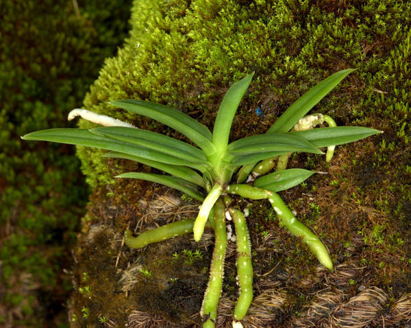 Neofinetia falcata