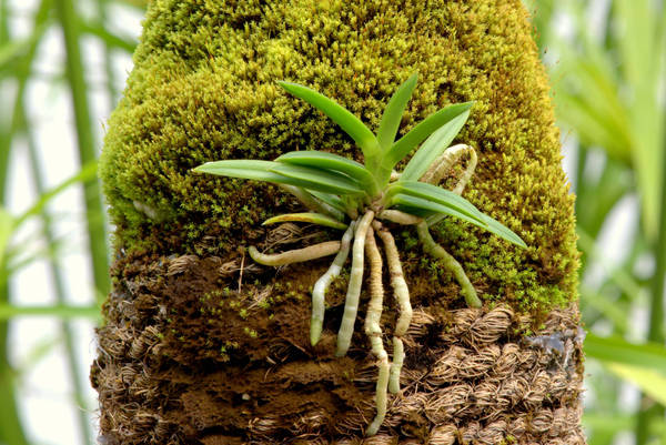 Neofinetia falcata