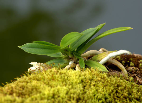 Neofinetia falcata